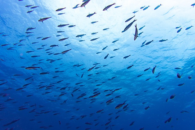 Free Nature Blue Water photo and picture