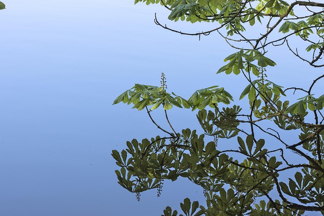 Free Chestnut Spring photo and picture