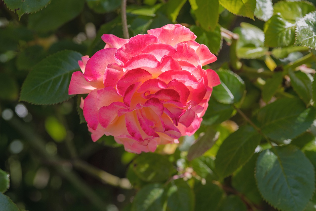 Fleur Fleurir Bloom Roses - Photo gratuite sur Pixabay - Pixabay
