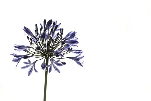 Free Agapanthus Flower photo and picture