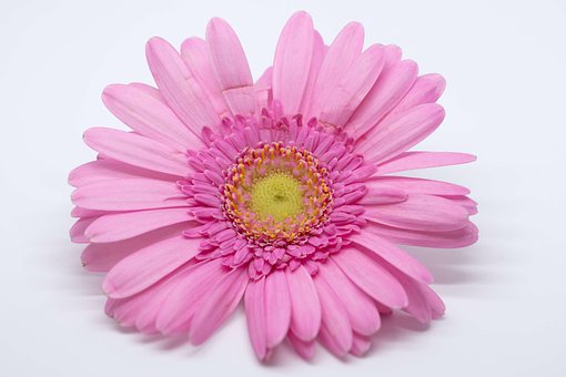 Free Flower Blossom photo and picture