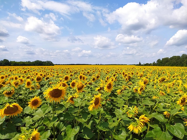 Blomster, Solsikke, Mark, Sommer, Natur