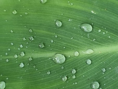 Tropisches Blatt, Gestreiftes Blatt, Tau