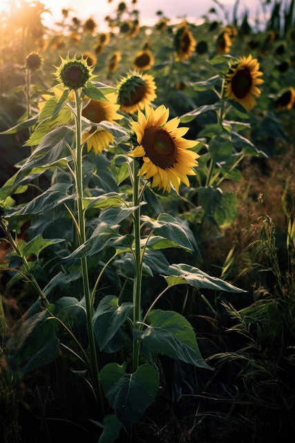 Free Ai Generated Flowers illustration and picture
