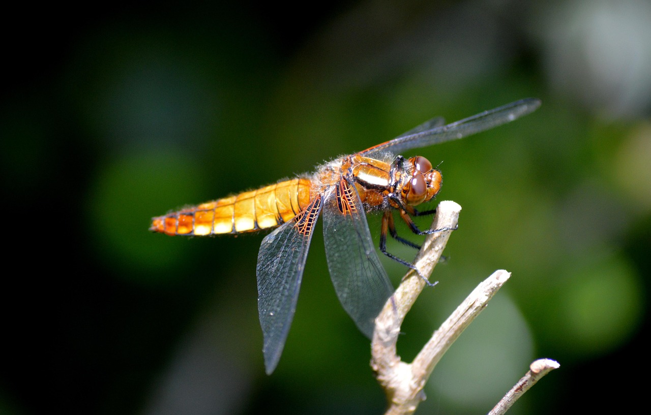 Libellule Insecte Volant Aile - Photo gratuite sur Pixabay