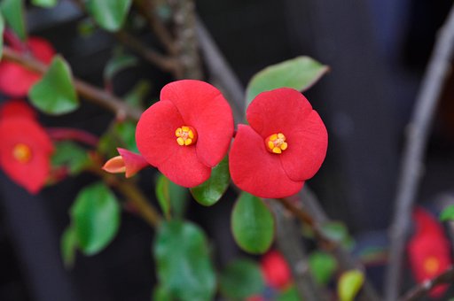 Červené, Květ, Bloom, Příroda, Jaro