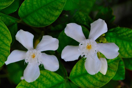 Blomst, Hvit, Bloom, Blomstre, Natur