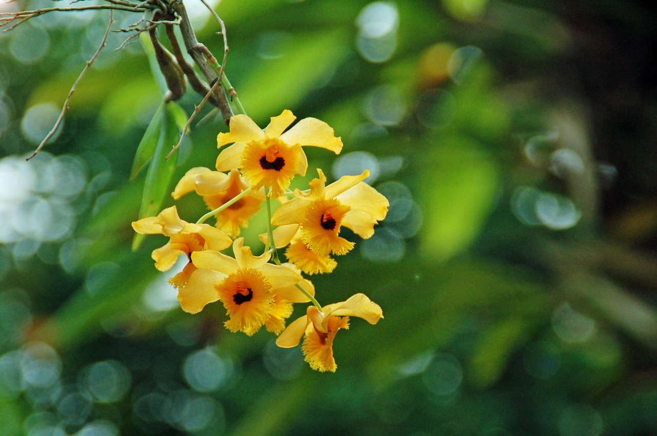 兰花 植物 盛开 - Pixabay上的免费照片 - Pixabay