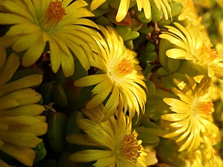 Free Bloom Flowers photo and picture