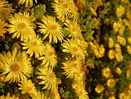 Free Bloom Flowers photo and picture
