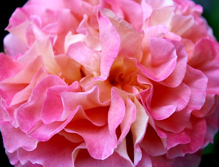 Roos, Bloem, Roze, Bloemenbed