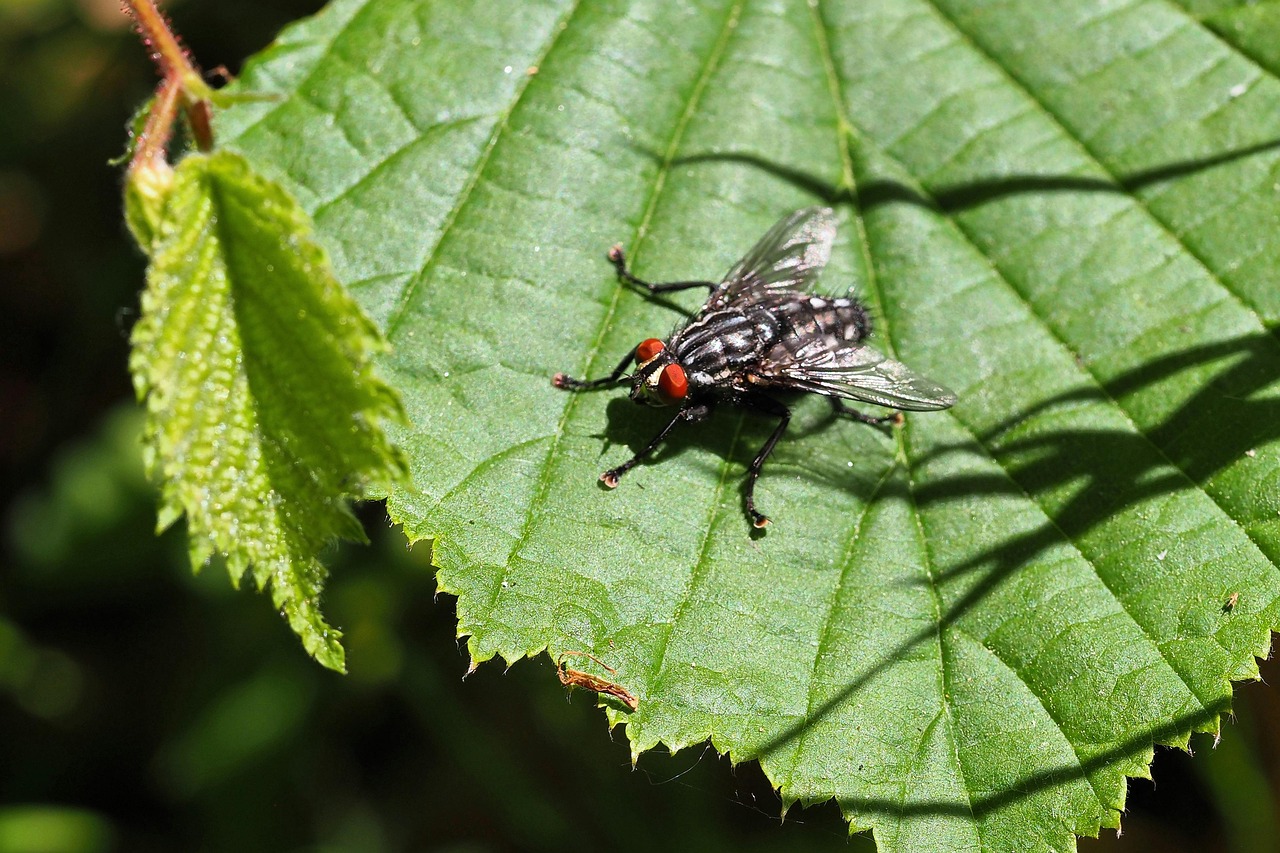 Insect Fly Entomology - Free photo on Pixabay - Pixabay