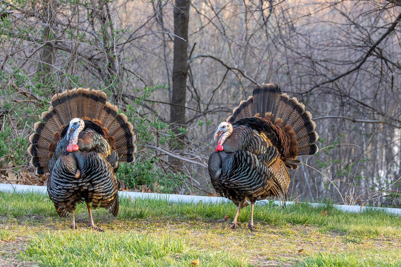 Birds Turkeys Feathers - Free photo on Pixabay - Pixabay