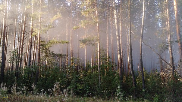 Free Forest Haze photo and picture