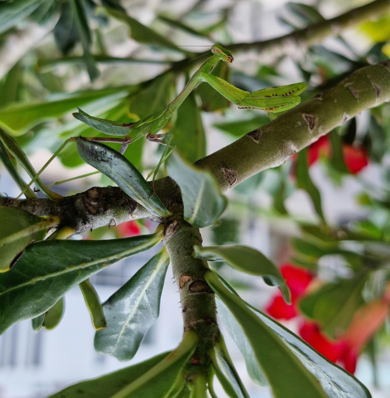 Mochar Insect 螳螂 坎莫卡 昆虫 - Pixabay上的免费照片 - Pixabay