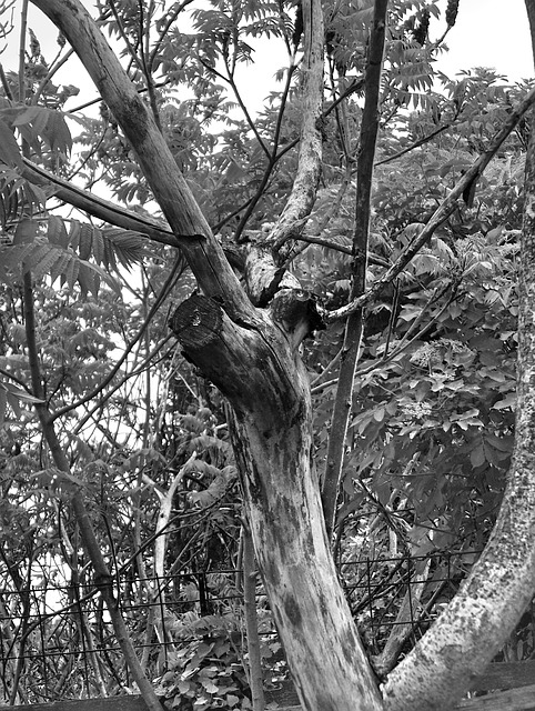 Free Rhus Typhina Staghorn Sumac photo and picture