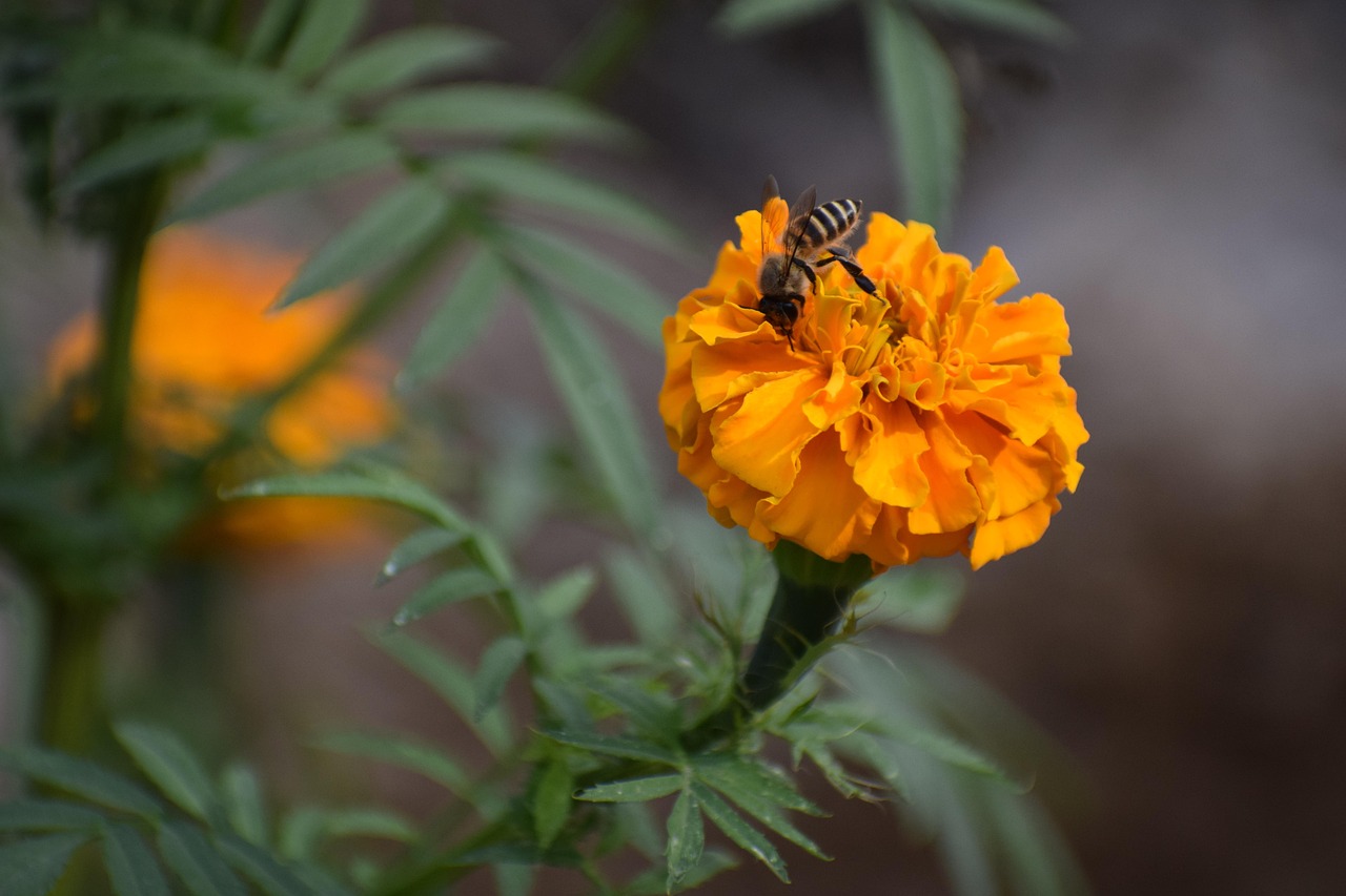 Flower Marigold Bee Free photo on Pixabay Pixabay