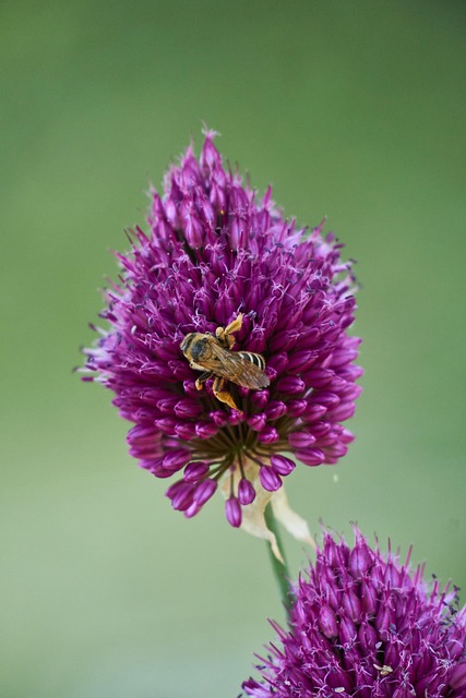 Lauch, Lilane Blumen, Blumen, Garten