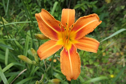 Taglilie, Blume, Natur, Garten, Frühling