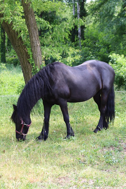 Free Horse Stallion photo and picture