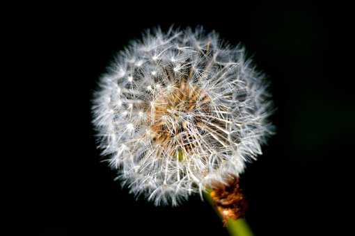Dente-De-Leão, Flor, Planta, Flora