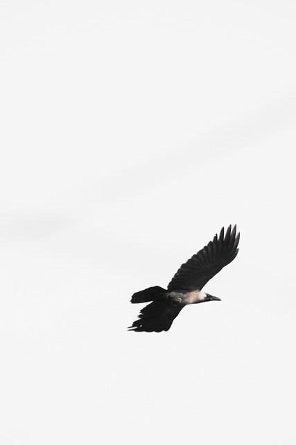 Corvo, Pássaro, Natureza, Raven, Animal