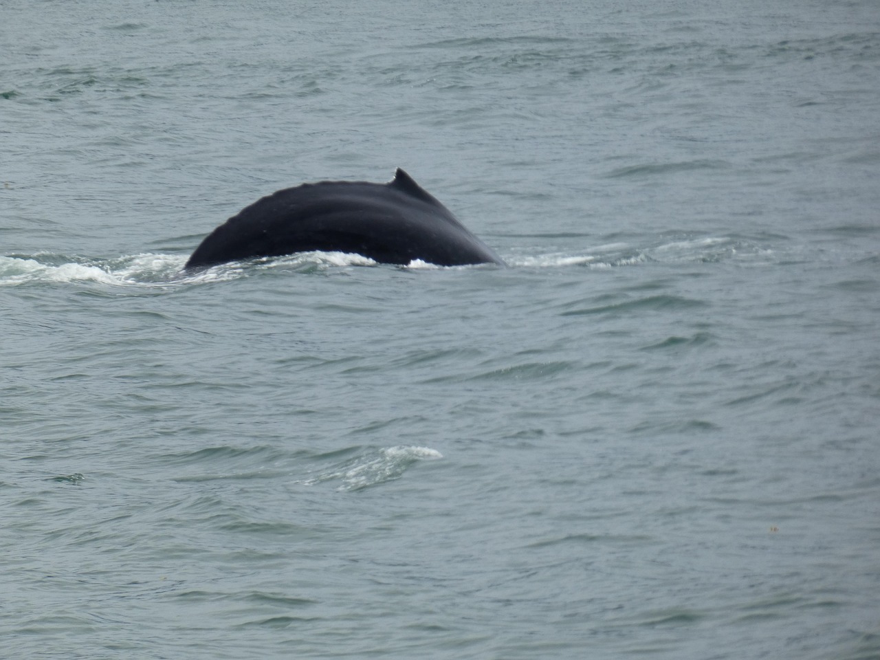 Humpback whale ocean free photo on pixabay pixabay