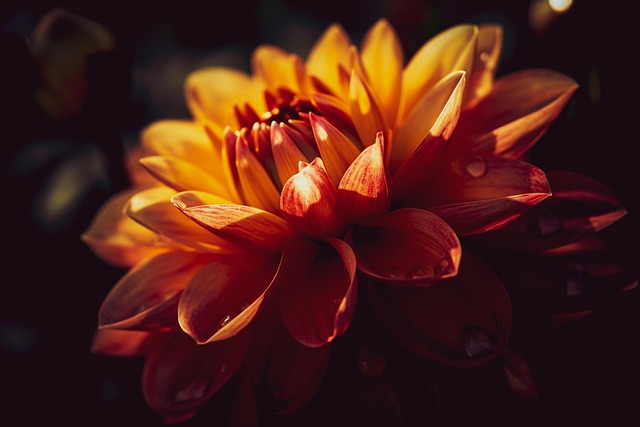 Free flowers botany bloom illustration