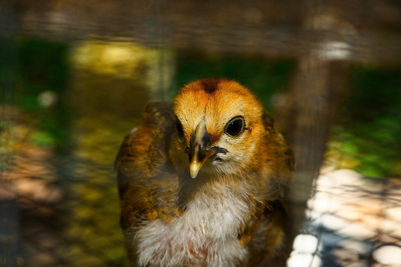 Photo Poussin Poussin Poulet Volaille - Photo gratuite sur Pixabay - Pixabay