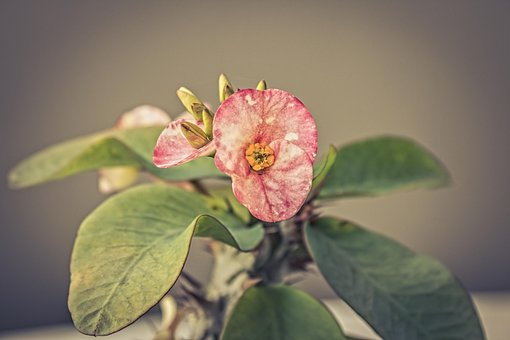 Free Flower Plant photo and picture