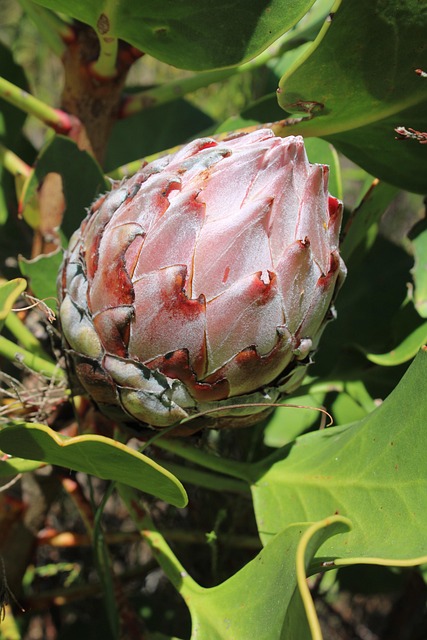 Free Flower Nature photo and picture
