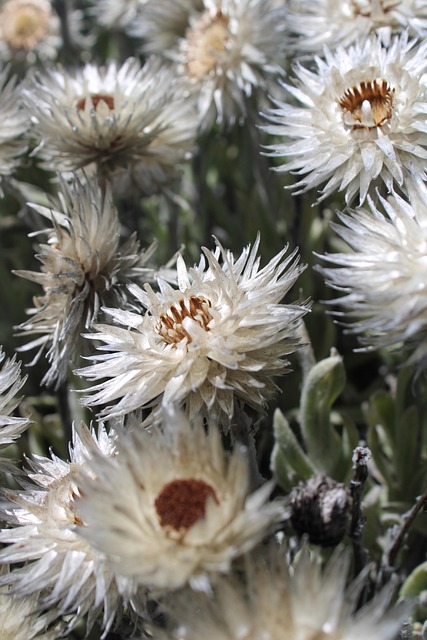 Free Wildflowers Flower photo and picture