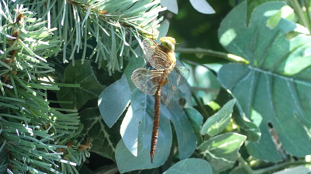 Free Dragon-Fly Close Up photo and picture