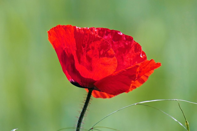 Blume, Botanik, Mohn, Wildblumen, Rot