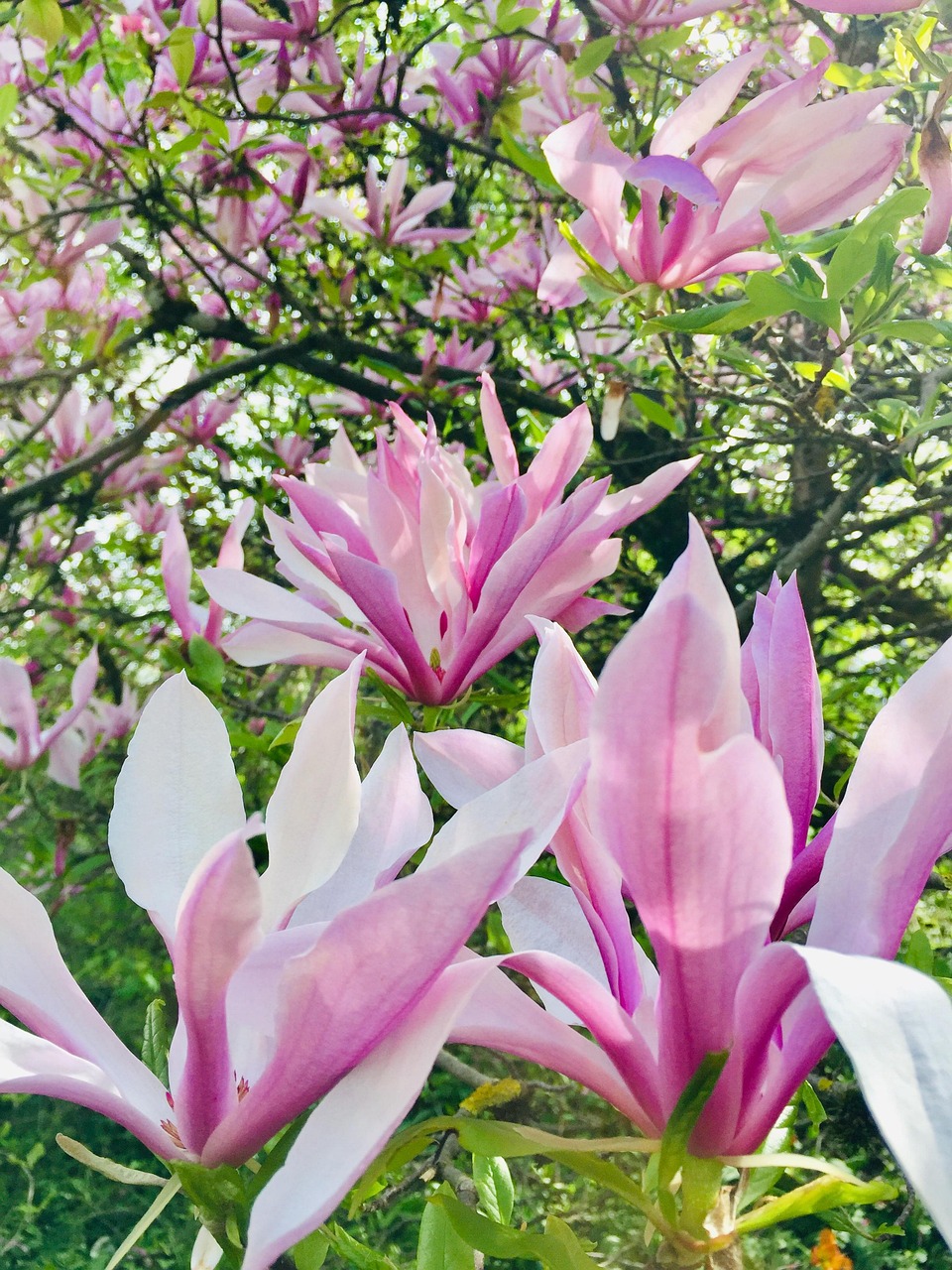 玉兰 开花 春天 - Pixabay上的免费照片 - Pixabay