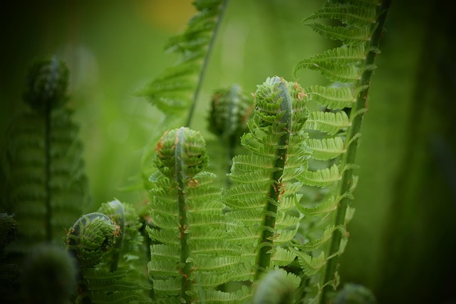 Ferigă, Natura, Verde, Fantezie, Miracol