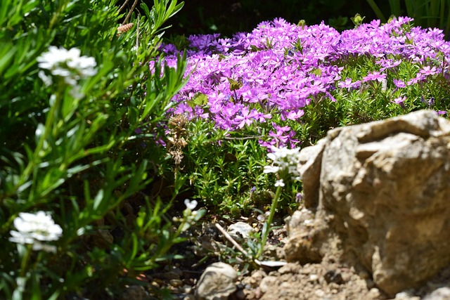 Floare, Gradina, Flori