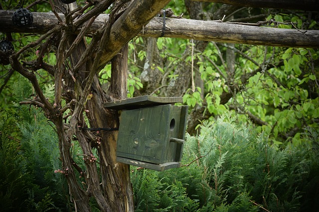 Natura, Pasăre, Pasăre Feeder