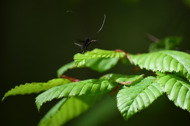 Gandaci, Insecte, Pădure, Natura, Peisaj