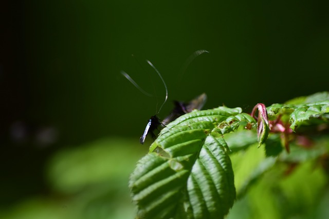Gandaci, Insecte, A Decupa, Floare