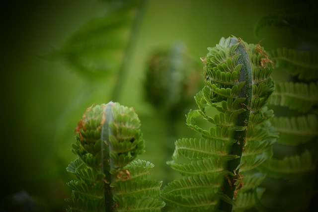 Ferigă, Pădure, Floare, Flora, Natura