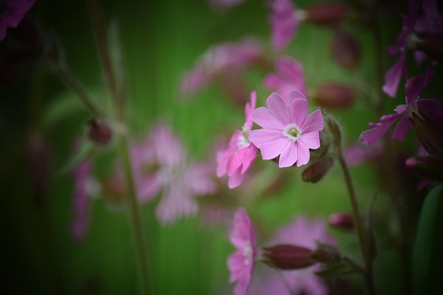 Floare, Natura, Vară, Primăvară, Plante