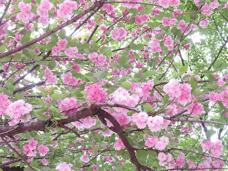 Free Cherry Blossoms Double Cherry Blossoms photo and picture