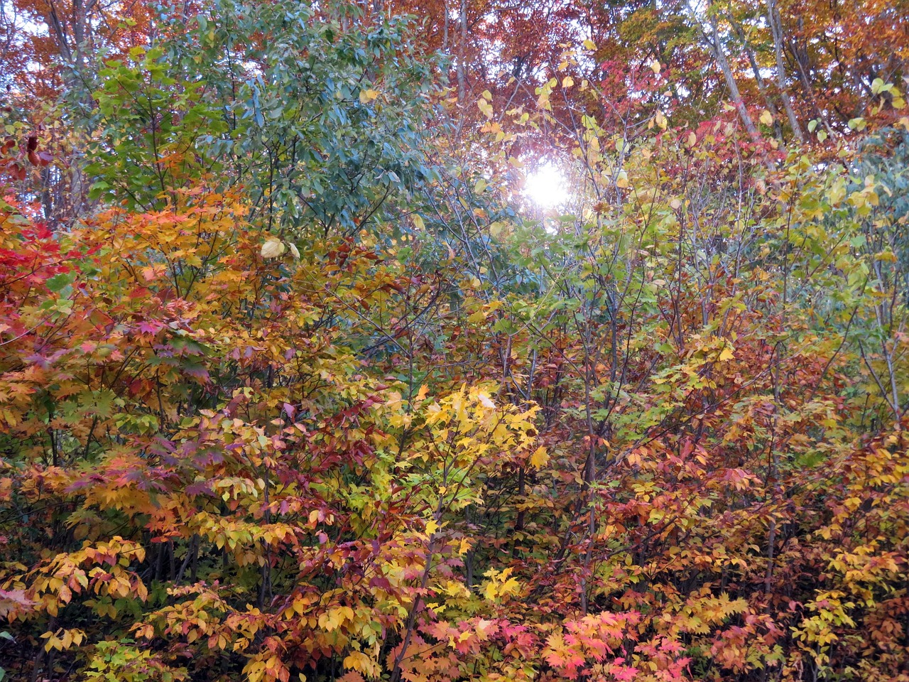 가을 색 가 잎 화려한 - Pixabay의 무료 사진 - Pixabay