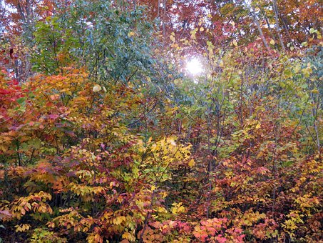Free Autumn Autumn Colors photo and picture