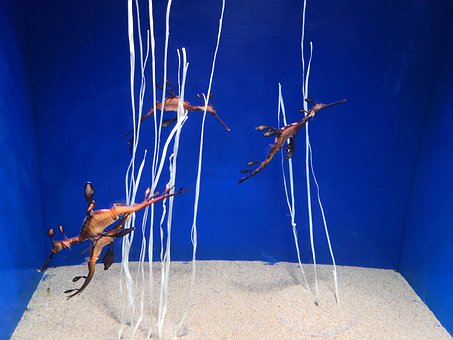 Free Seahorse Aquarium photo and picture
