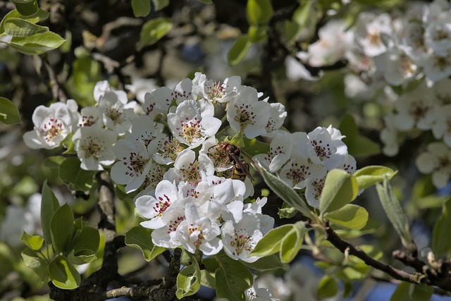 Free Flowers Tree photo and picture