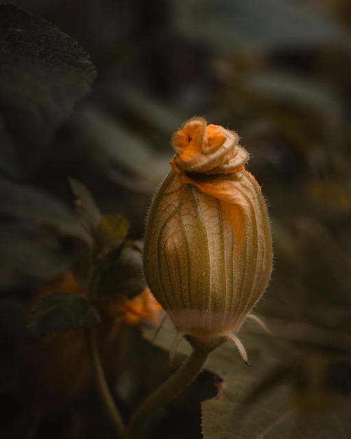 Blume, Blütenblätter, Knospe, Flora