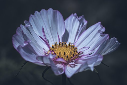 Floare, Natură, Coș De Bijuterii, Cosmea