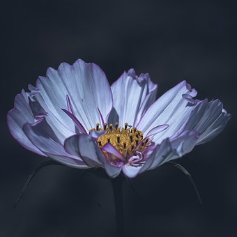 Floare, Natură, Coș De Bijuterii, Cosmea